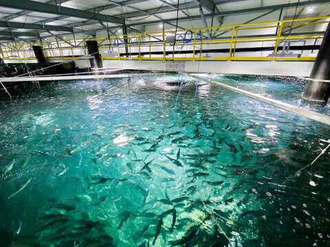Indústria Aquicultura